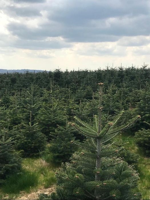 Brazi pentru sarbatori taiați si la ghiveci