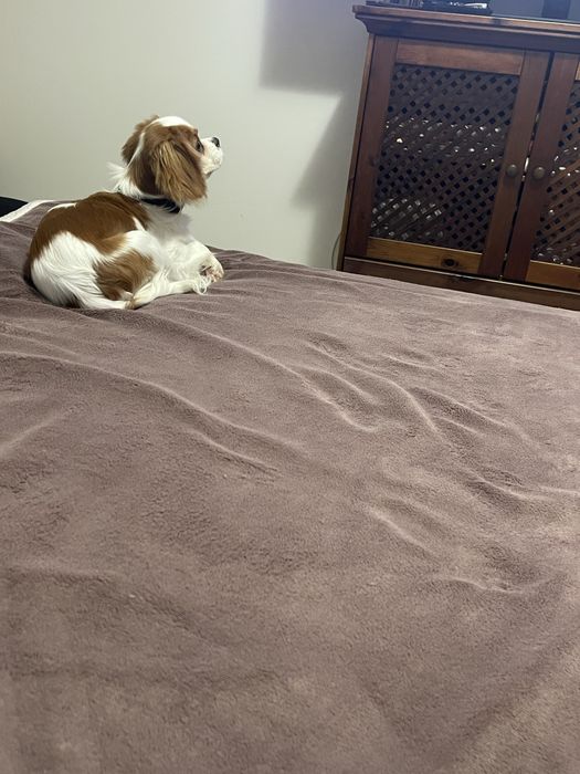 Cavalier King Charles Spaniel