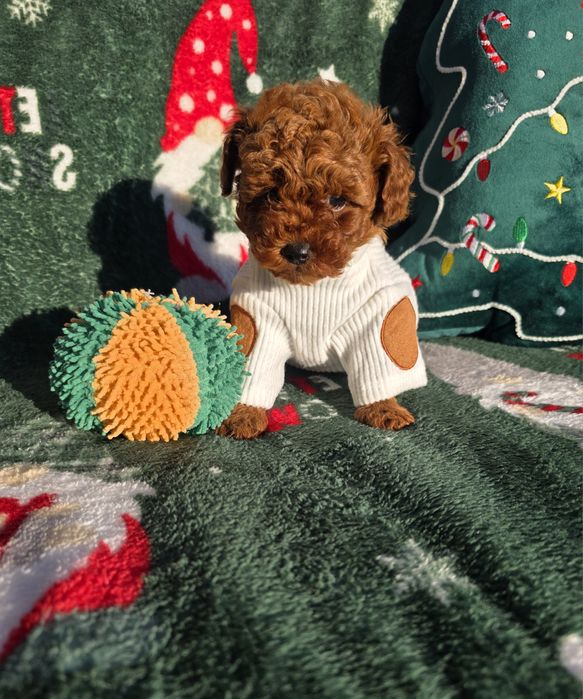 Запазено! Пудел той/Toy poodle/Момчета 100% той