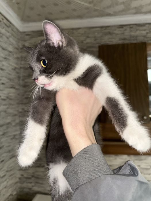 Отдам котенка девочку