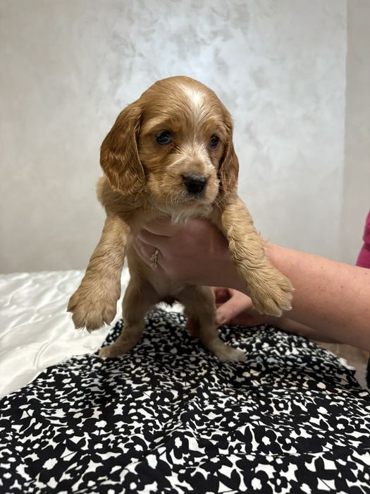 Кокер-Спингер Шпаньол