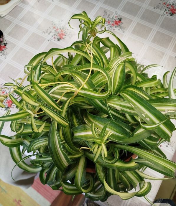 Хлорофитум Боня цветок