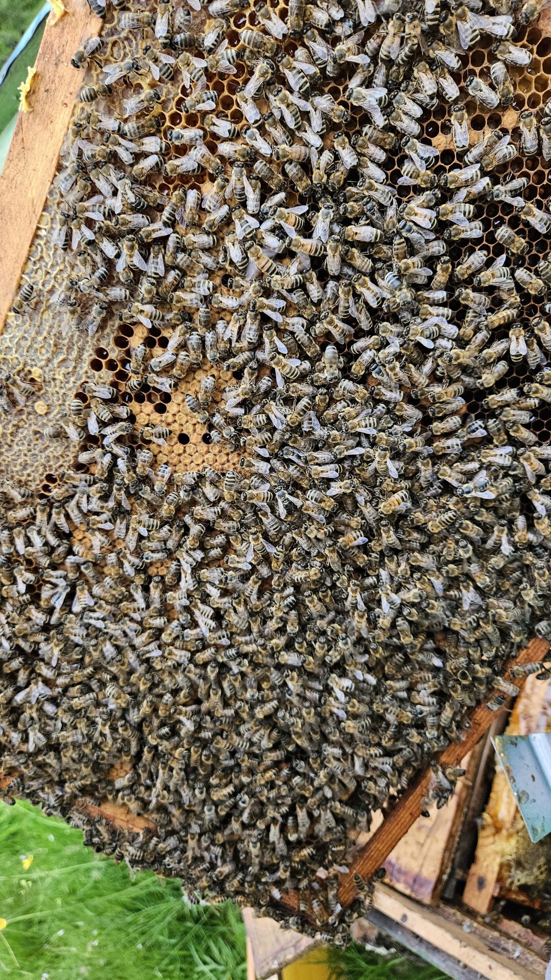 Vand familii de albine 450-500 negociabil