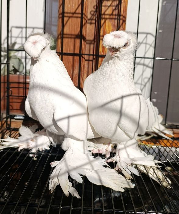 Kabutar gulbodomla sotiladi