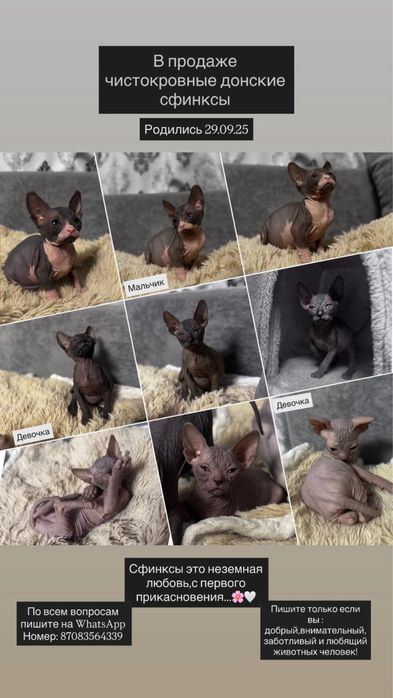 Продаю котят&Донские сфинксы