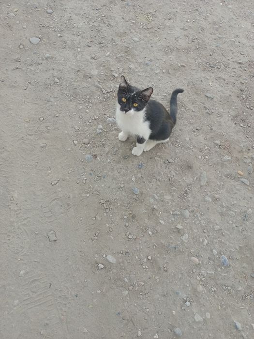 Котята,мальчики,девочки,1,5-4месяца