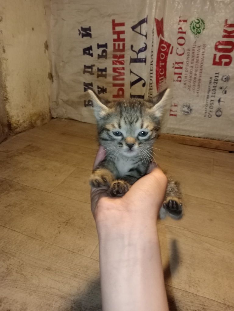 Mushukcha erkak kichik mustaqil ovqat yeydi bolalaringizga zur sovg'a