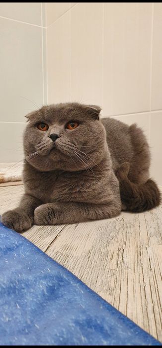 Scottish fold blue