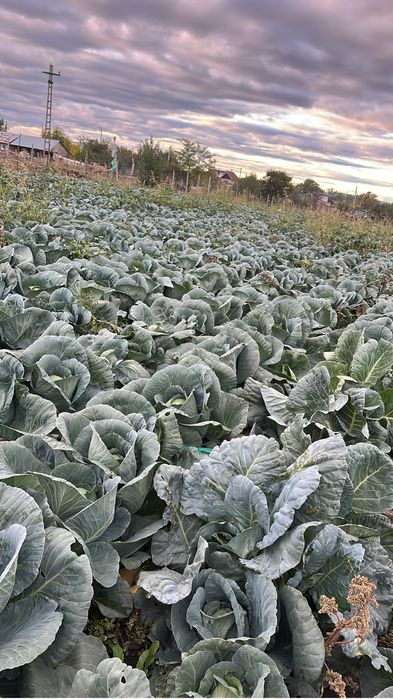 Varza escazu de vanzare