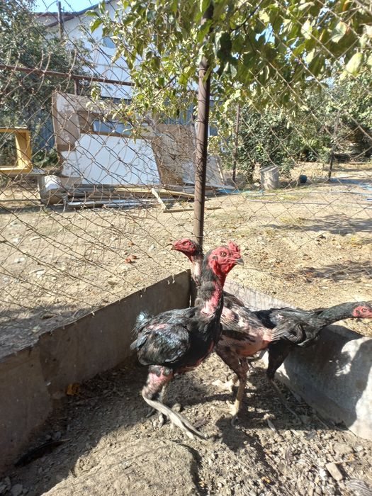 Дакан японскии шамо