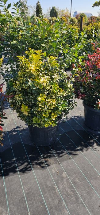 Tuia leylandi ( chamaecyparis) de la 1.3 la 4 m