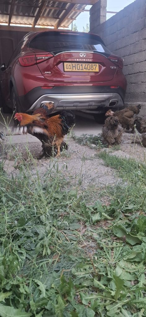 3+1 kuropatchatiy brama oilasi