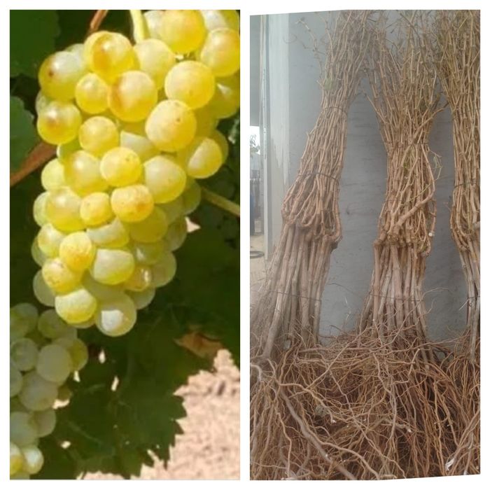 Vita de vie altoita de vânzare