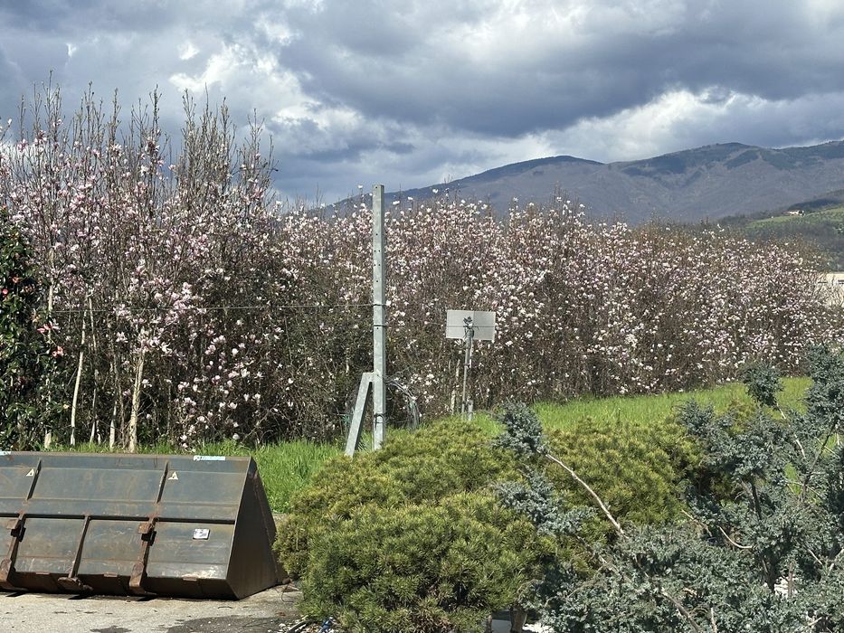 Cires japonez artari japonezi