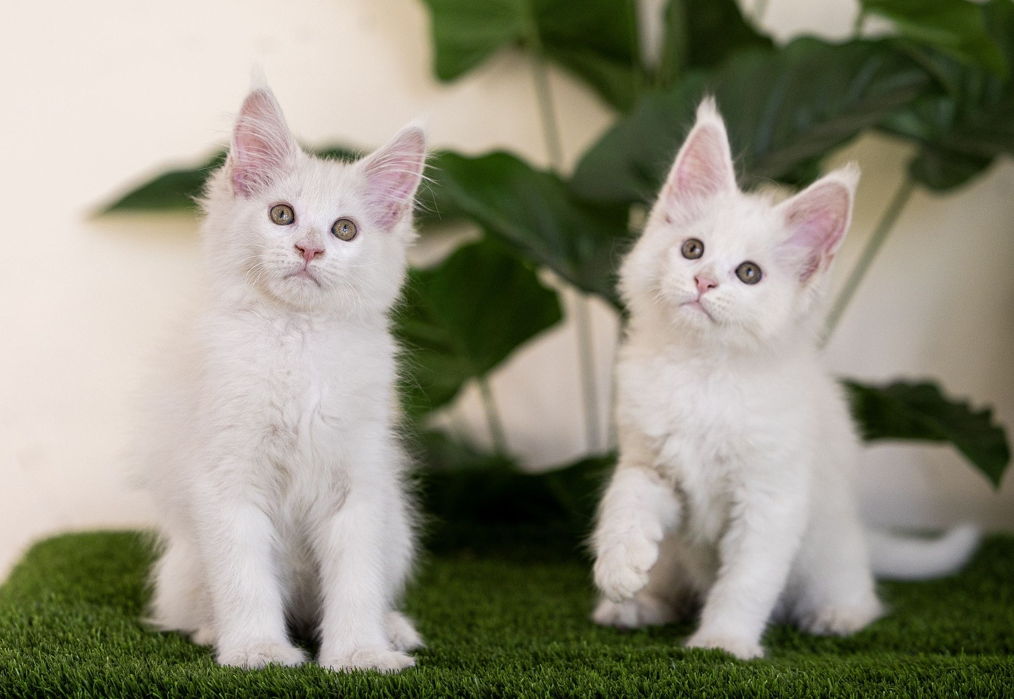 Котята породы мейн-кун
