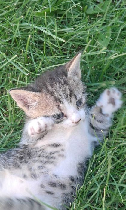 Dau spre adopție 2 pisicuțe de 4 săptămâni, jucăușe și iubitoare.