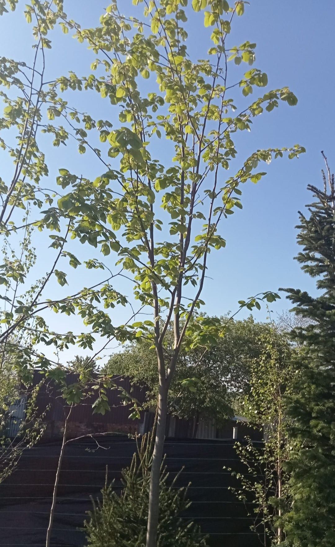 Mesteacăn betula /arbori ornamentali