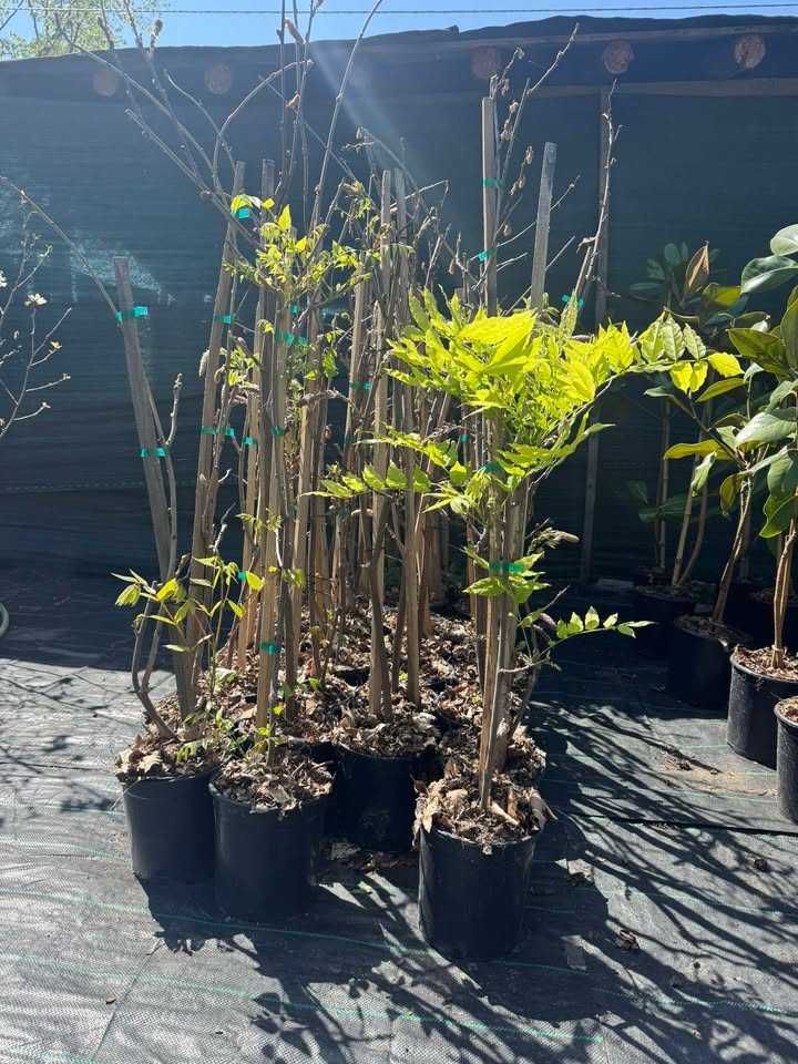 Глициния (Wisteria)