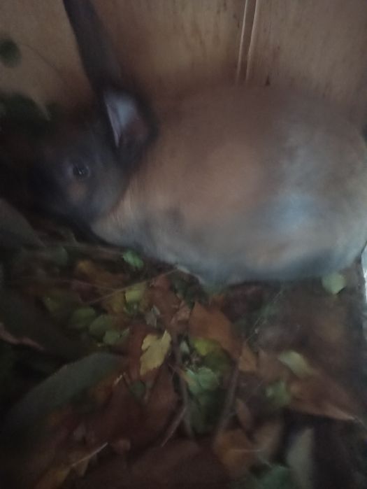 Продаю кролики 2 самца.и 1 самка..
