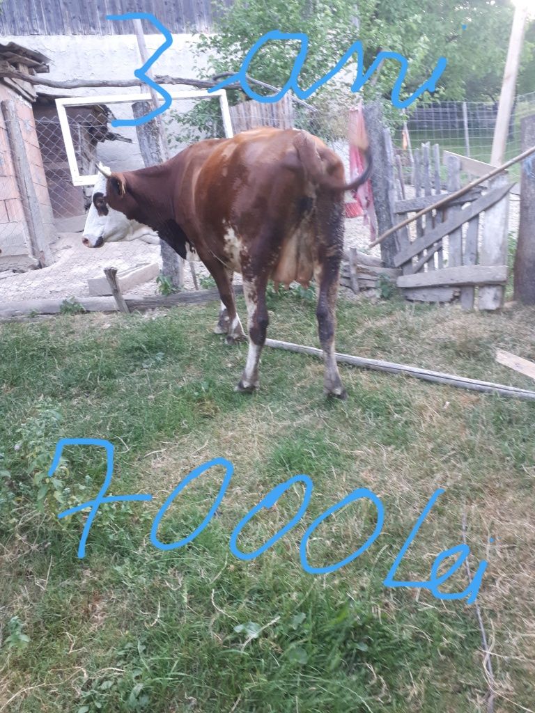 Vând o vacă la alegere din două