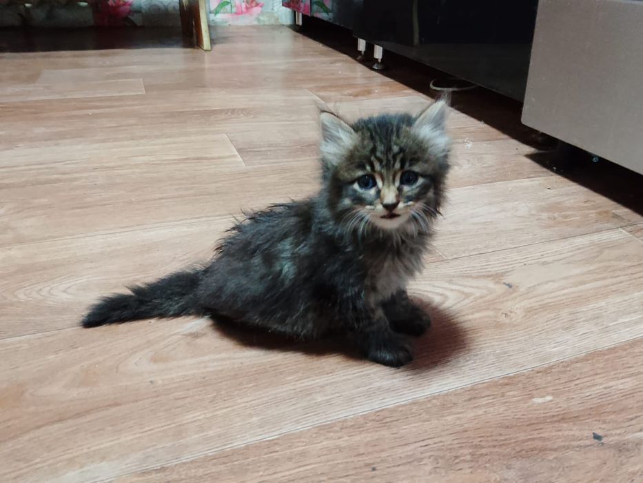 Пятеро пушистиков ищут дом