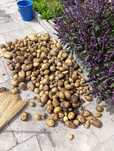 Продам очень вкусный картофель, домашний