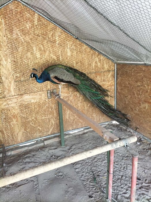 Păun standard virsta 5 ani