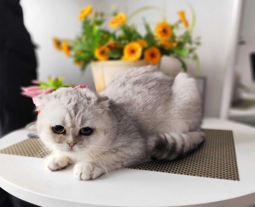 Baietel Scottish Fold Shorthair