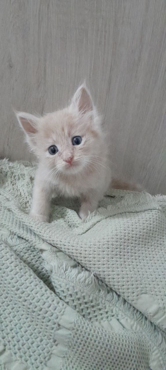 Глаза зелёные 1,5 месяца