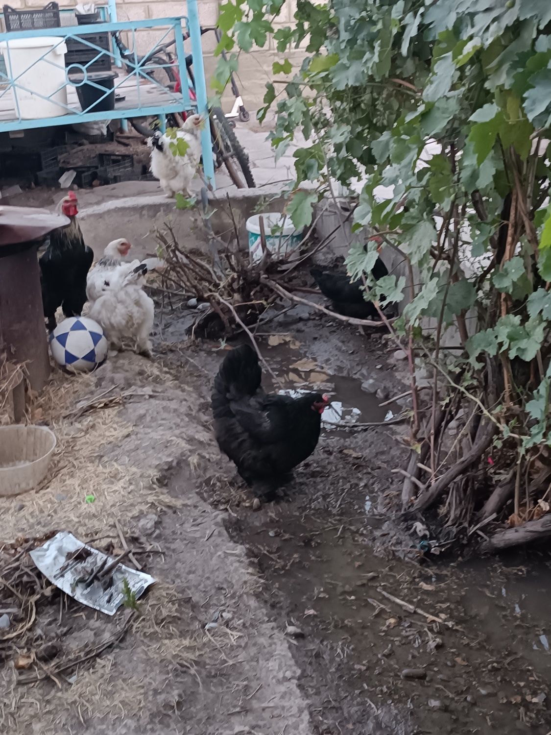 Продается семейка брамы
