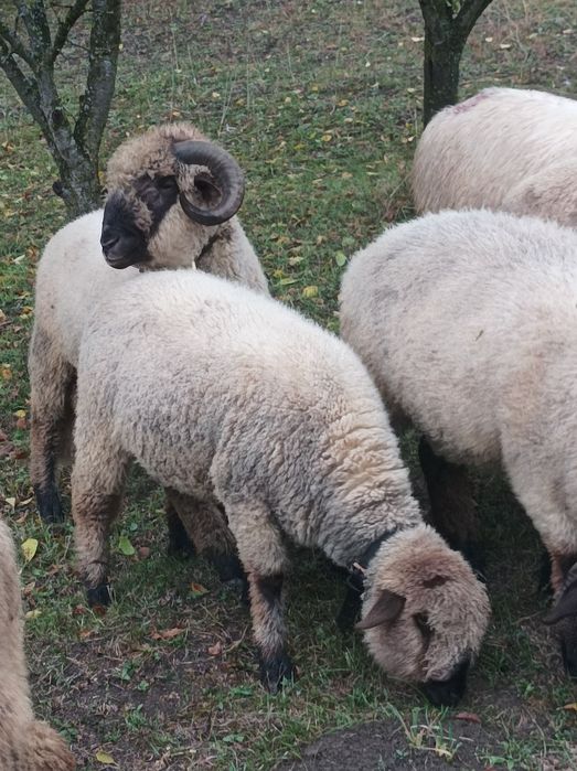 Vând oi si berbecuți din primăvară