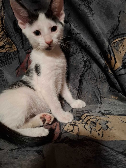 Pisoiasi pt adolptie