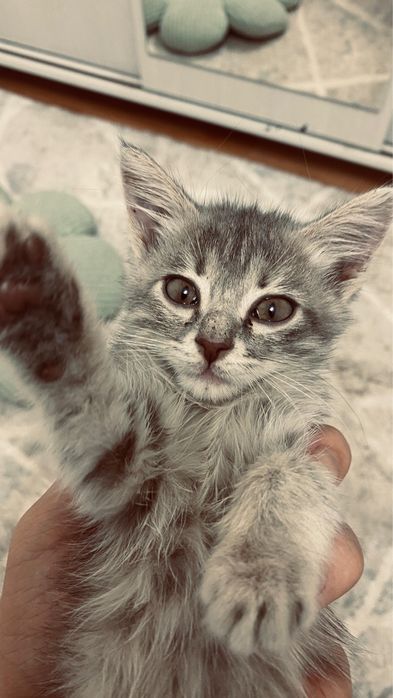 Котенок 1,5 месяца отдам в хорошие добрые руки.
