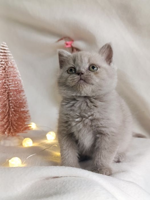 Pui fetiță British Shorthair ORADEA