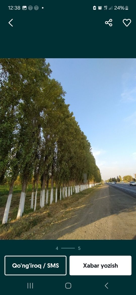 Teraklar 300 tadan oshiq optim sotiladi narxi 40 million chinoz tumani