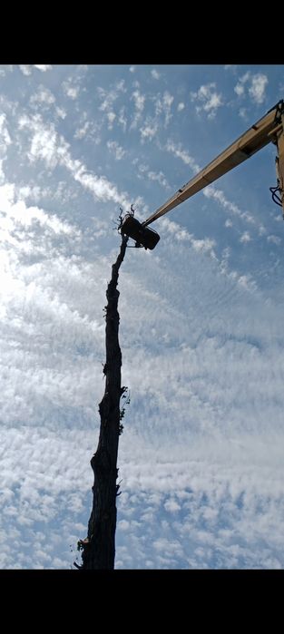 Пилим аварийные деревья!
