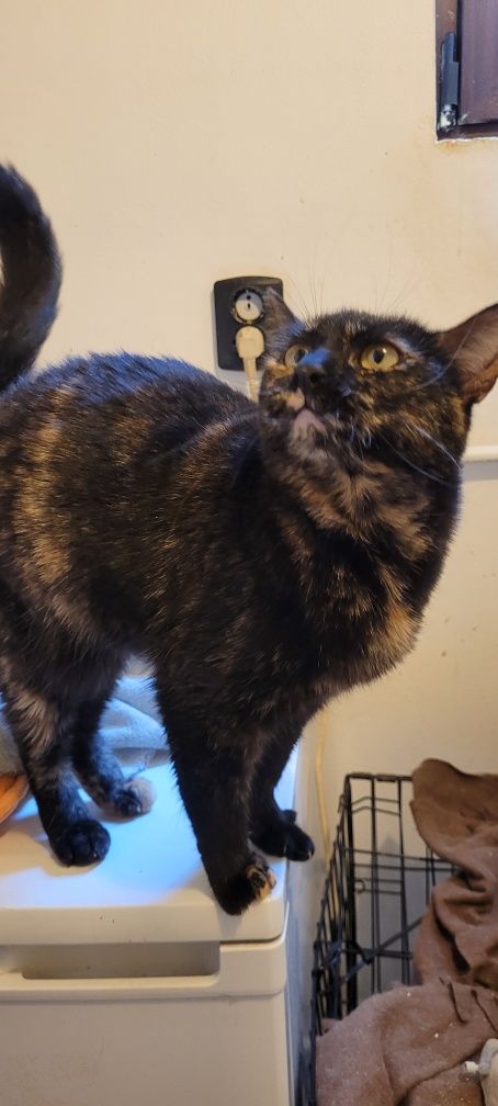 Tortie, pisica adoptie