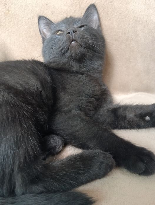 Котенок мальчик.