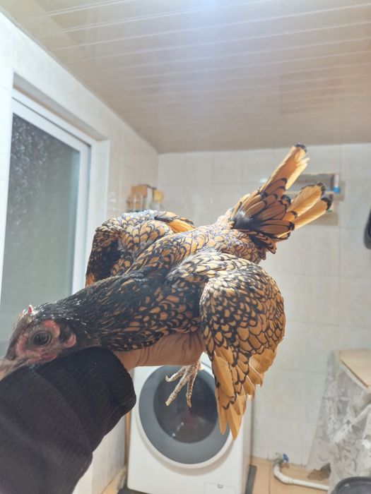 Asalomu aleykom sbritla yaponla sotiladi hozr bo'ta 2 ta to'vug'i