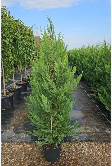 Tuia leylandii super oferta gazon rulou
