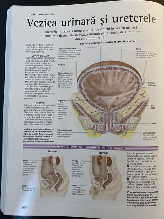 Atlasul corpului uman Corint