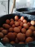 Gaini Outoare in producție de ouâ