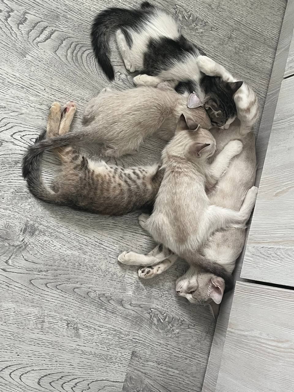 Отдадим котят в добрые руки