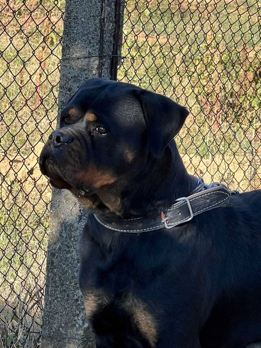 Ротвайлер (Rottweiler)