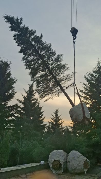 Посадка и пересадка деревьев спил деревьев посев газона посев газона