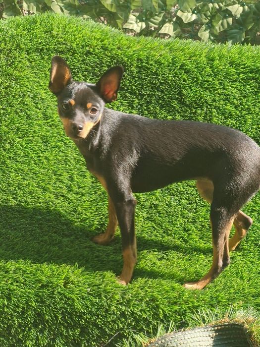 Тойтерьер собака