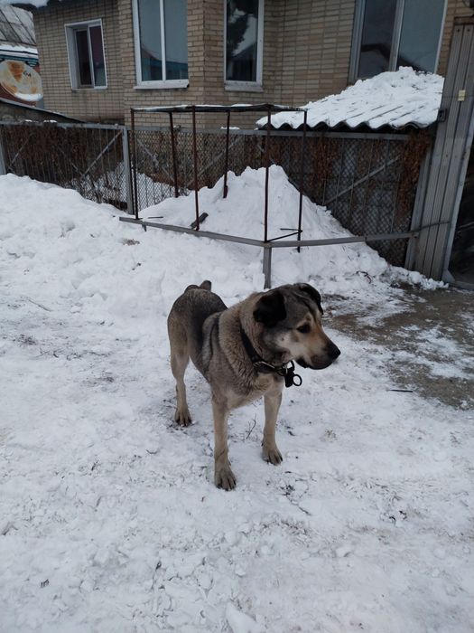 Собака ищет дом , девочка