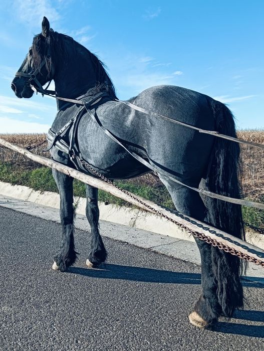 Armăsari de vânzare.
