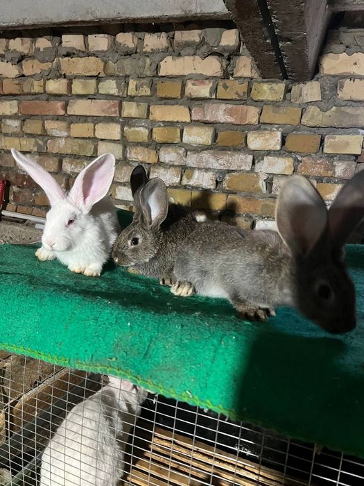 Zoddor quyon bolalari