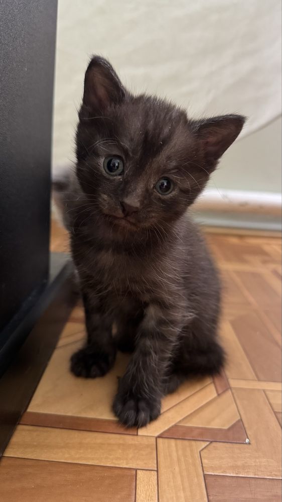 Подарю красивых котят